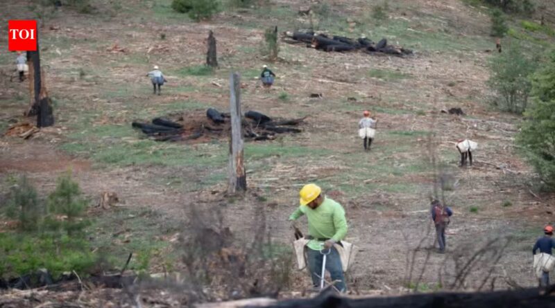 Ranch Fire: California's Ranch Fire burned 459,123 acres in 53 days; eight years later, crews planted 71,000 seedlings across the scar in eight days
