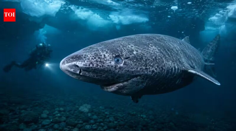 Scientists discover Greenland sharks can survive for centuries with functioning eyesight, overturning the long-held belief that they are blind |