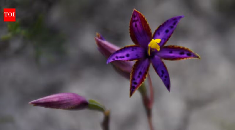 In 2021, Australian scientists cloned one seed of the Queen of Sheba orchid. Five years later, it produced 1,000 plants and its first flower