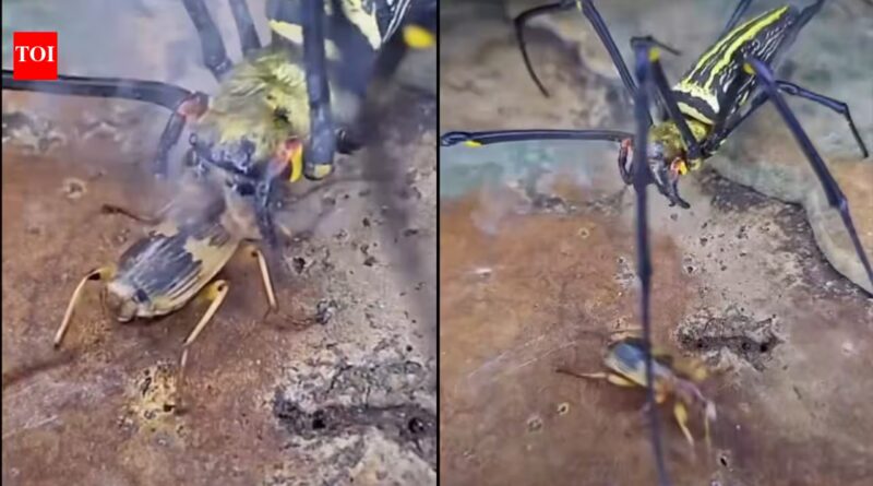 The insect that carries its own bomb: How the bombardier beetle turns chemistry into a weapon against its predators