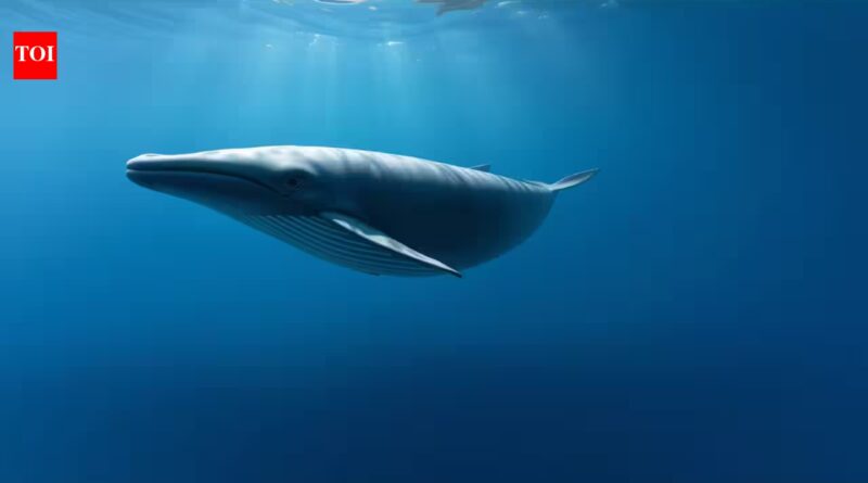 Scientists discover three new stomach bacteria after 21 years of research that may be linked to chronic stomach disease in pygmy sperm whales |