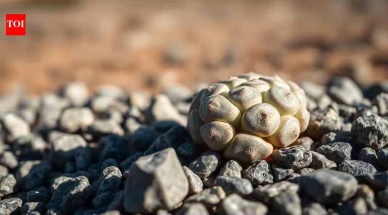 Lithops werneri: The tiny Namibian plant that survives by disguising itself as a pebble. Fewer than 200 now remain in the wild |