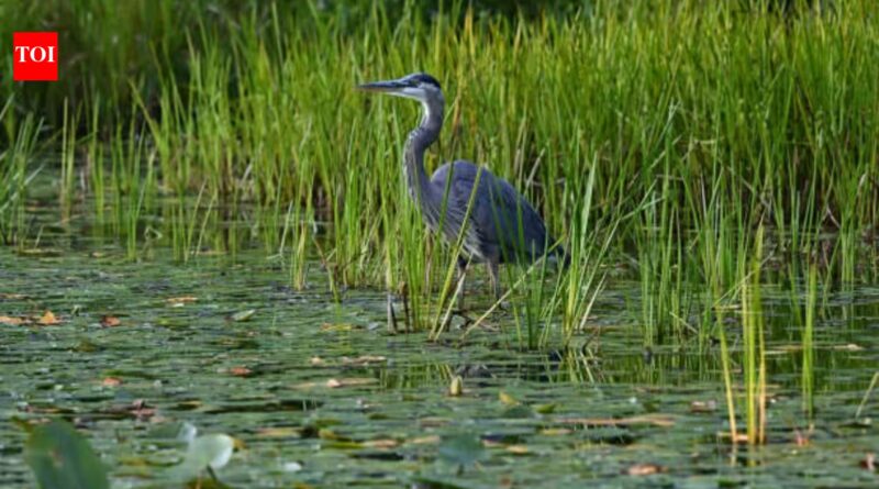 Across America's three coasts, 84% of wetlands are slowly submerging; only 16% are rising fast enough to keep pace with the sea