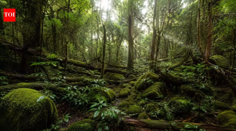 Scientists looking for giant trees in Taiwan discovered a hidden forest filled with some of East Asia's tallest trees | World News