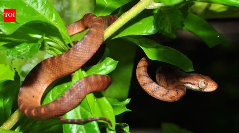 Hawaii has remained snake-free for millions of years, and the reason lies in how the islands were born | World News