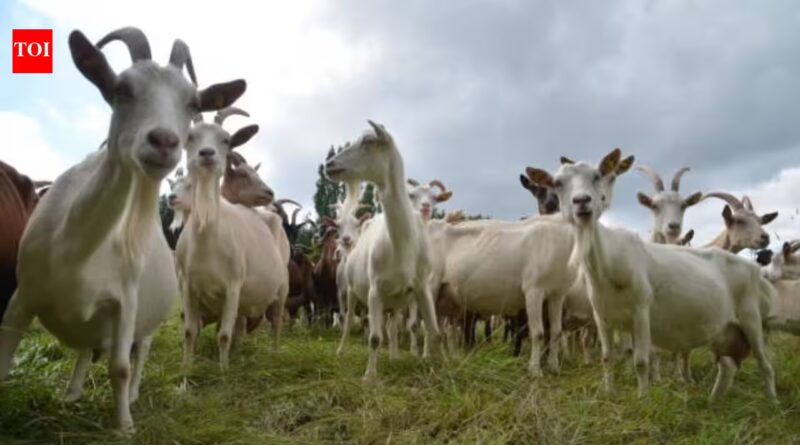 Experts used 'Judas goats' to hunt down their own kind, eliminating over 140,000 invasive goats in a $10.5 million mission to save the Galapagos' native wildlife