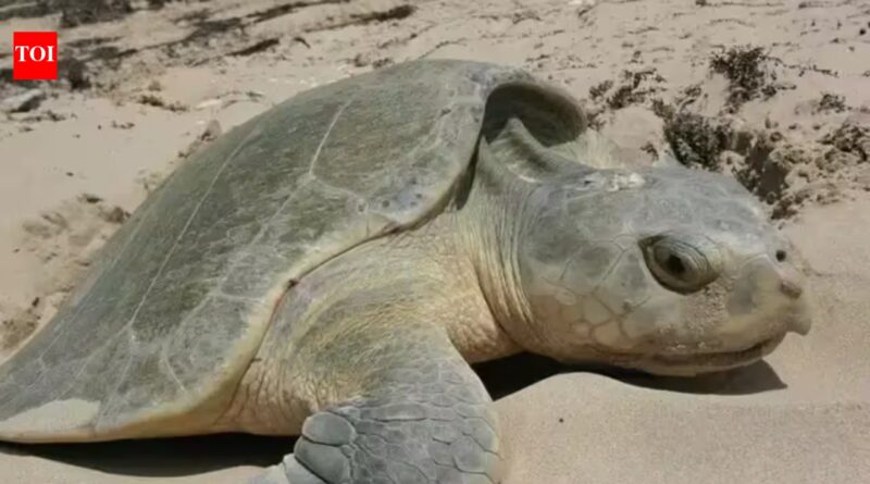 Texas has been using discarded Christmas trees on its beaches for years, and they're quietly helping sea turtles survive﻿ | World News