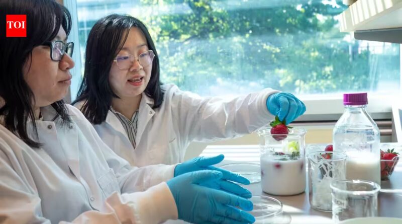 Keeping Strawberries Fresh: Scientists have found a way to keep strawberries fresher than a fridge