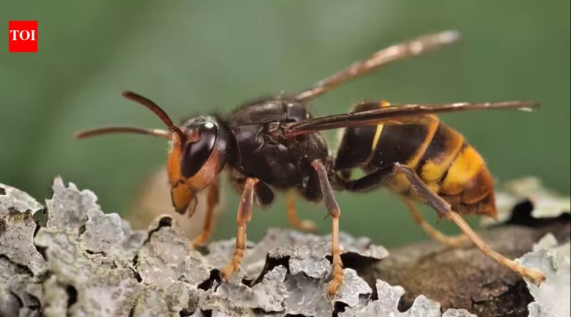 In 2023, America’s first live yellow-legged hornet, a bee-killing predator, was found in Georgia; by 2026, officials had trapped 866 and destroyed 44 nests