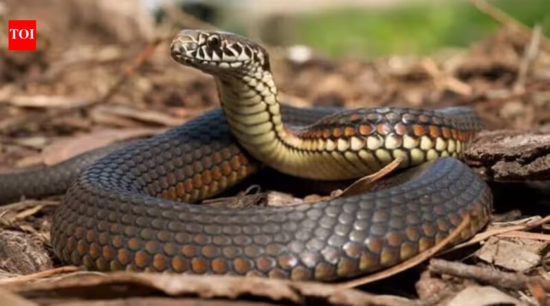 Researchers examined every body vertebra in 13 Australian snakes and found five distinct regions, including a short neck just 7 to 12 vertebrae long
