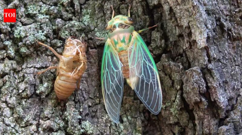 Scientists coated a cicada wing with silver and created a sensor that amplified faint molecular signals by tens of millions
