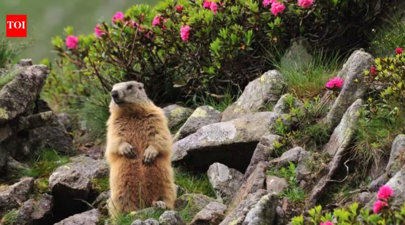 OnlyMarms! Chubby marmots join popular subscription service in an ‘act of desperation’ after facing money troubles