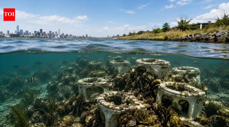 New York recycled almost 5,000 discarded toilets into artificial oyster reefs beneath Jamaica Bay instead of sending them to landfill; know why | World News