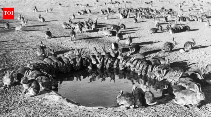 In 1986, Australia eradicated rabbits from an island stripped bare by 150 years of grazing; native vegetation and seabird habitat are returning