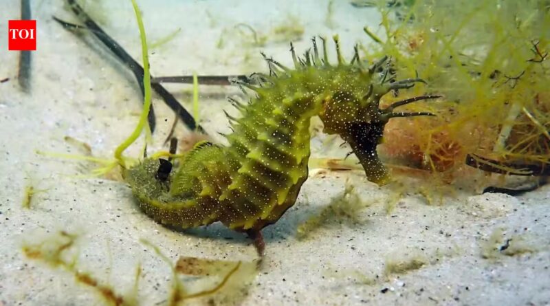 UK officials issued a legal warning after protected seahorses were disturbed; divers should observe for under five minutes and never touch or pursue them