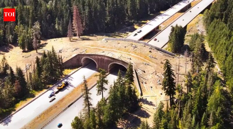 Oregon and Utah have built more than 130 wildlife crossings that could prevent deadly crashes and save both animals and human lives | World News