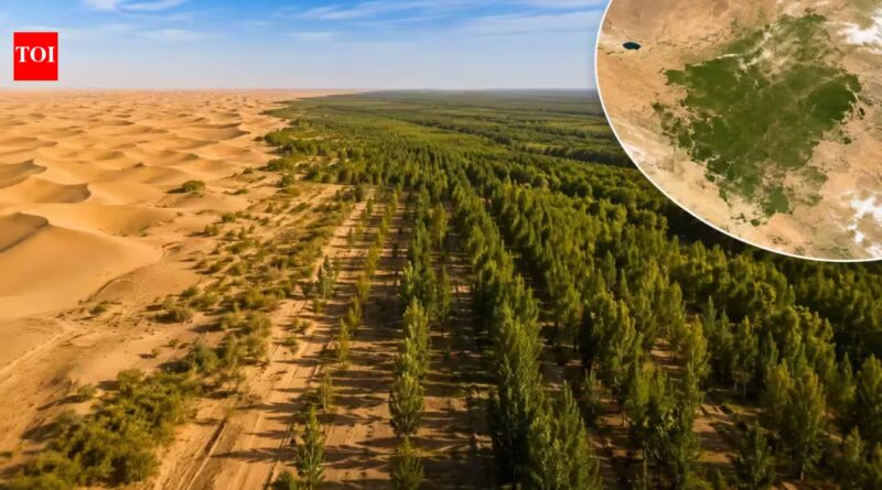 China planted trees the Taklamakan Desert for nearly 50 years. Satellites now show the landscape is capturing more carbon than it releases | World News