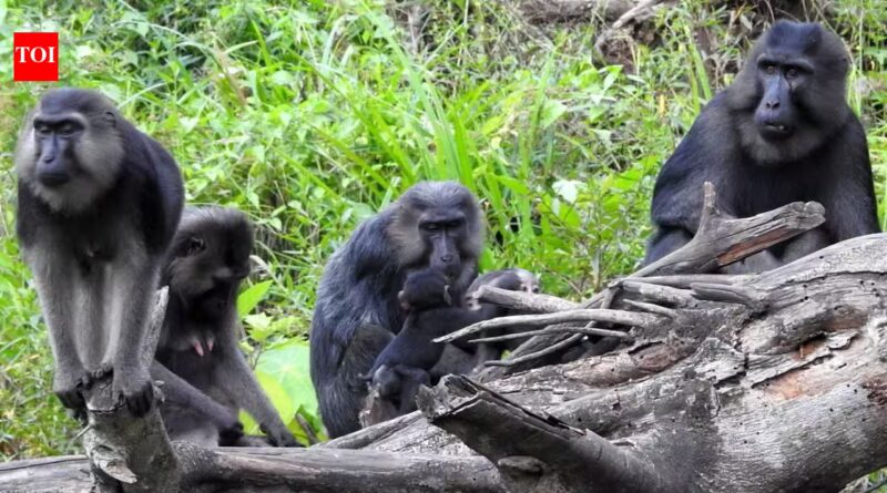 The surprising social lives of monkeys: Study discovers that primates take care of animals outside their own family, just like humans |