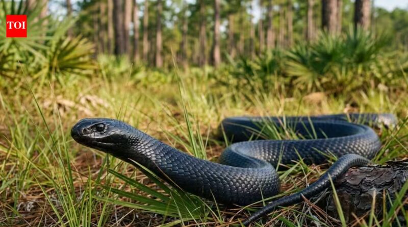 A giant snake vanished from parts of the US decades ago. Scientists are now releasing 42 eastern indigo snakes to bring it back |