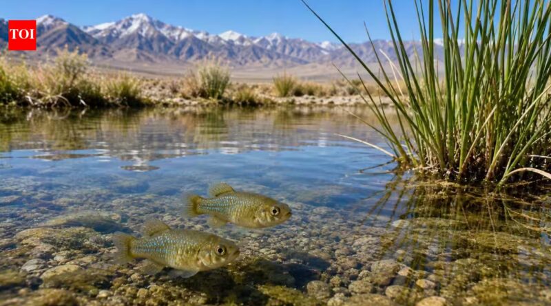 California biologist Phil Pister saved the last Owens pupfish from extinction in 1969 by carrying every surviving fish in two buckets | World News