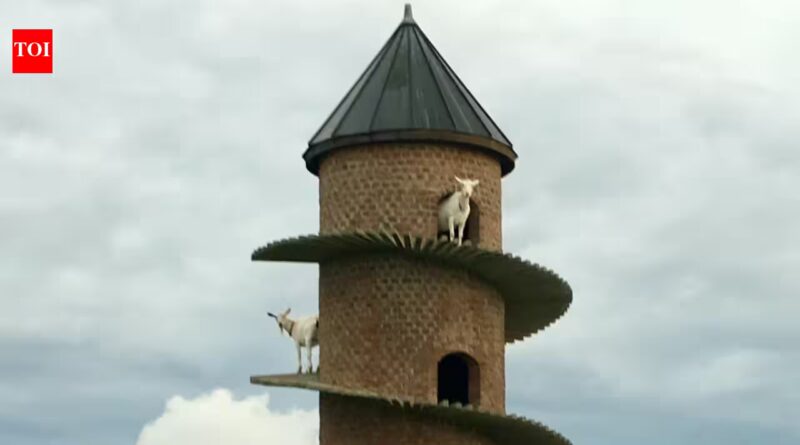 Inside Portugal’s 19th-century goat tower, where dwarf goats climb a spiral ramp to a three-storey home | World News