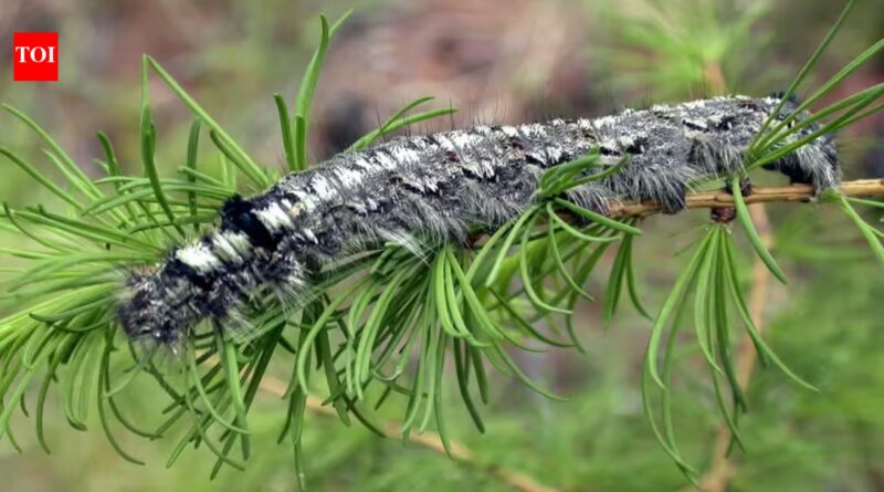 A moth outbreak has killed off forests across Siberia, now the flammable wood is causing wildfires that humans are unable to contain