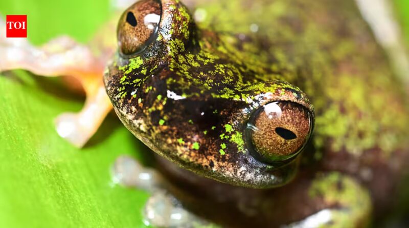 Meet Costa Rica's tiny 'coffee frog,' a nocturnal species found living among coffee shrubs