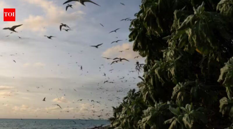 Ulong: In 2024, Palau removed invasive rats from Ulong Island; one year later, fish biomass rose 183% and leaf nitrogen increased about 80% at one reef site