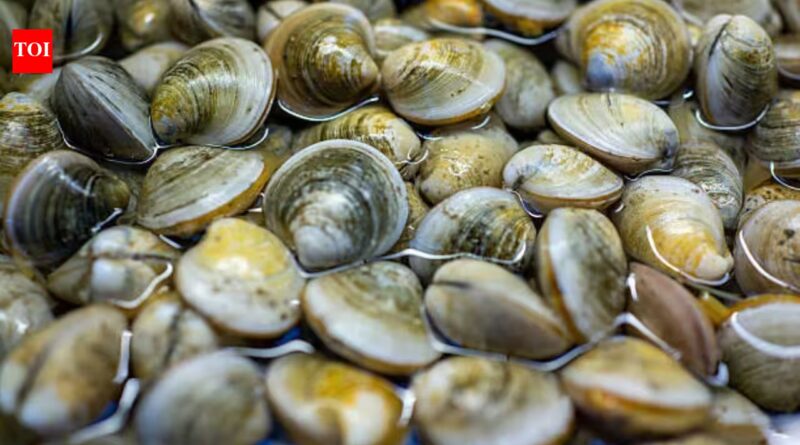 In 2018, scientists found just 39 surviving clams in Florida’s Indian River Lagoon; they bred them and have since outplanted 65 million