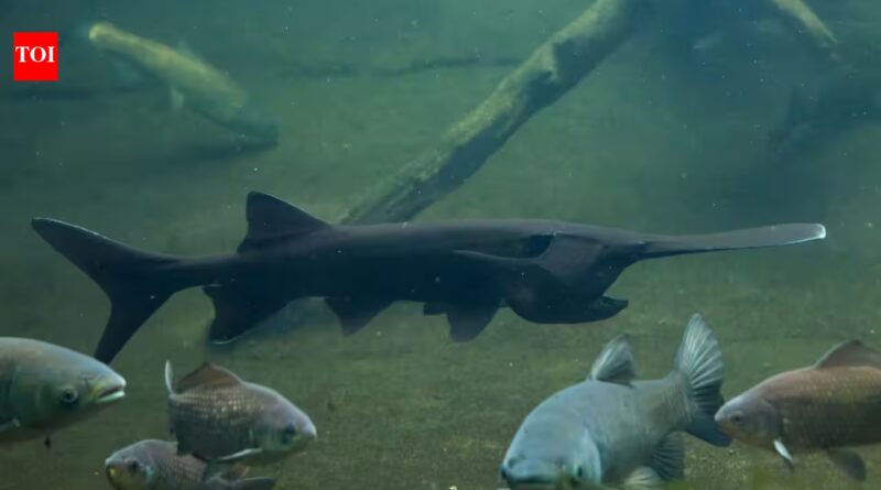 In 2007, North Dakota biologists tagged an 87-pound paddlefish; 18 years later, an angler caught the same fish weighing 98 pounds
