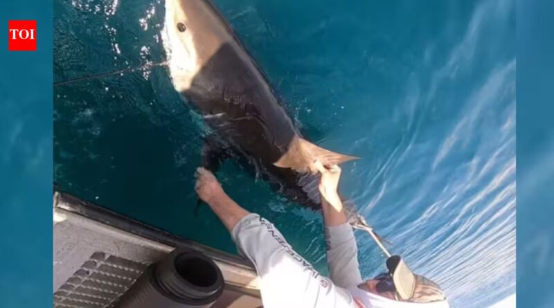 US scientists are tagging sharks with ocean sensors; every time they surface, data is sent by satellite to help forecast how strongly hurricanes may intensify