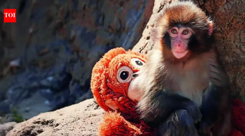 Punch The Baby Monkey: Punch, the baby monkey, turns 1: His childhood loneliness has turned him into a baby protector and he’s received 25000 birthday cards on his special day