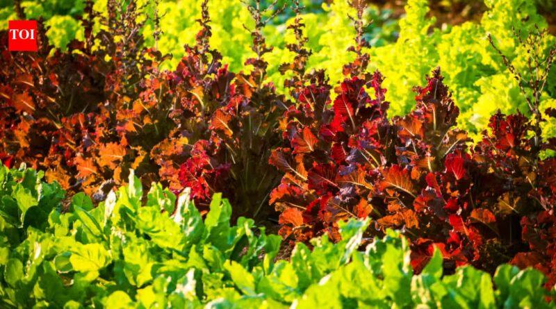 Researchers used a gene gun to make lettuce and tobacco produce cattle and pig myoglobin, the protein that gives meat its red colour and umami flavour