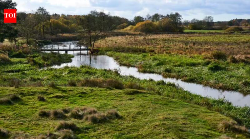 Skjern: In 2001, Denmark began turning 19 km of straightened River Skjern into 26 km of bends; researchers later found some lost habitats may take centuries to return