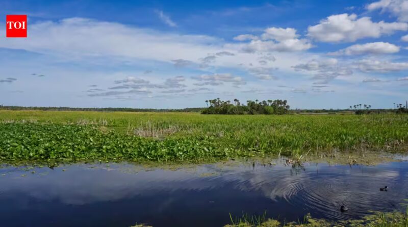 In 1987, Orlando put 1,200 acres of constructed wetlands to work cleaning reclaimed water; the system now polishes about 5.11 billion gallons a year