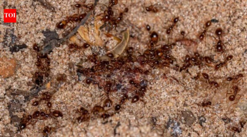 Australia's Tiwi rangers spent two decades fighting invasive fire ants; the island is now declared free of them