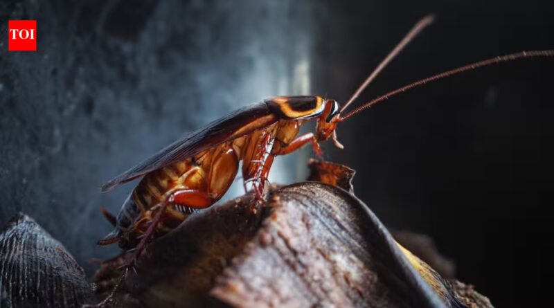 Newborn German cockroaches eat from a shared fecal pile and learn their colony’s smell; the social bond may explain why traps often fail
