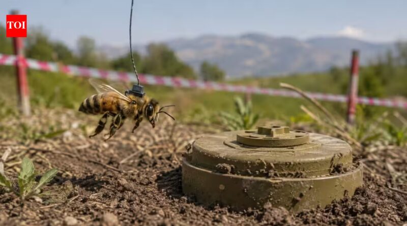 In 2013, honeybees were trained to find land mines left behind by the Balkan wars, turning their extraordinary sense of smell into an unlikely detection tool |