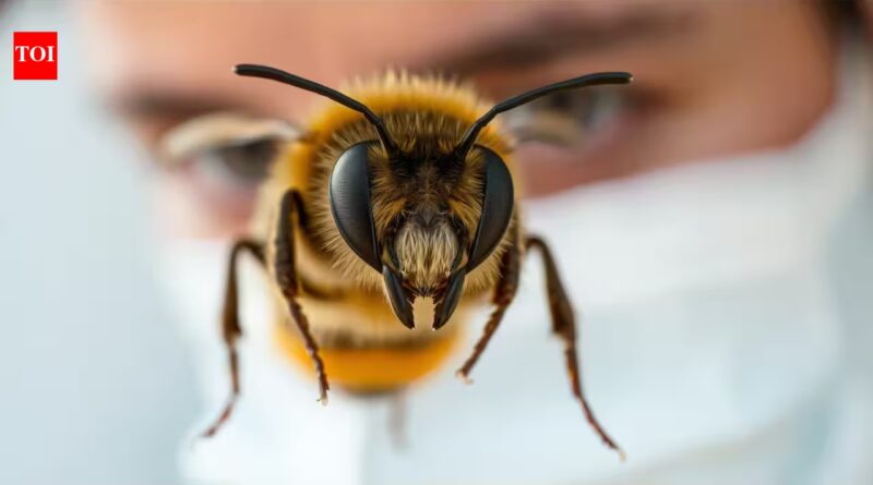 Scientists trained honeybees to recognise human faces, showing how tiny brains can distinguish faces by the arrangement of their features |