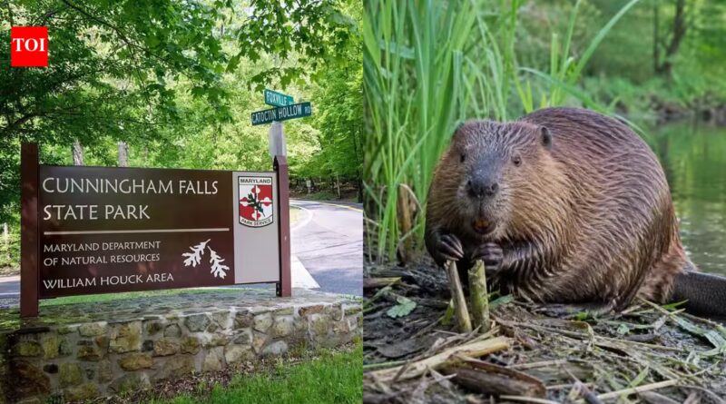 Maryland: Two people bitten by beavers in less than two weeks at Maryland park force partial closure after both animals test positive for rabies | World News