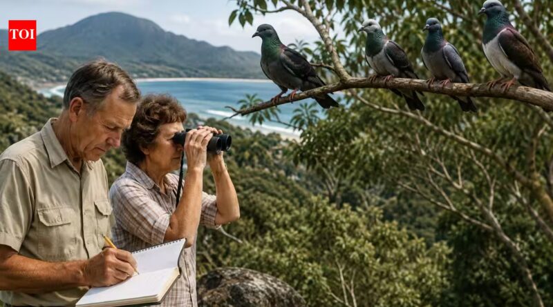 In 1965, a couple began counting pigeons in Queensland. Three years later, numbers fell from 4,692 to 1,451, beginning a 60-year conservation story |