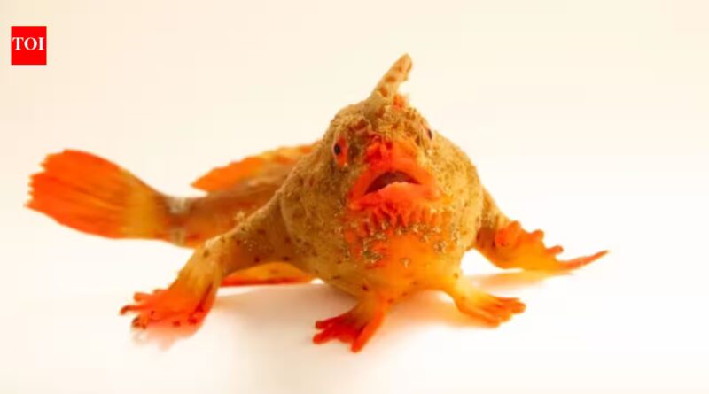 Photo Ark: Meet the red handfish, the critically endangered 'walking' fish that became Photo Ark's 18,000th species