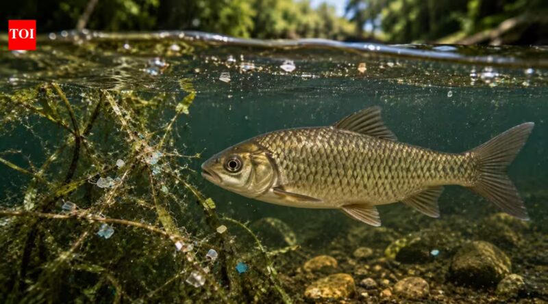 Scientists found plastic in Amazon fish, with tiny particles sticking to their gills and becoming trapped in the river plants around them |